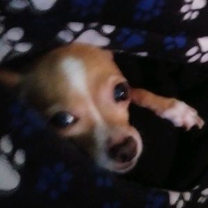 Meet your Posher, Jazeel